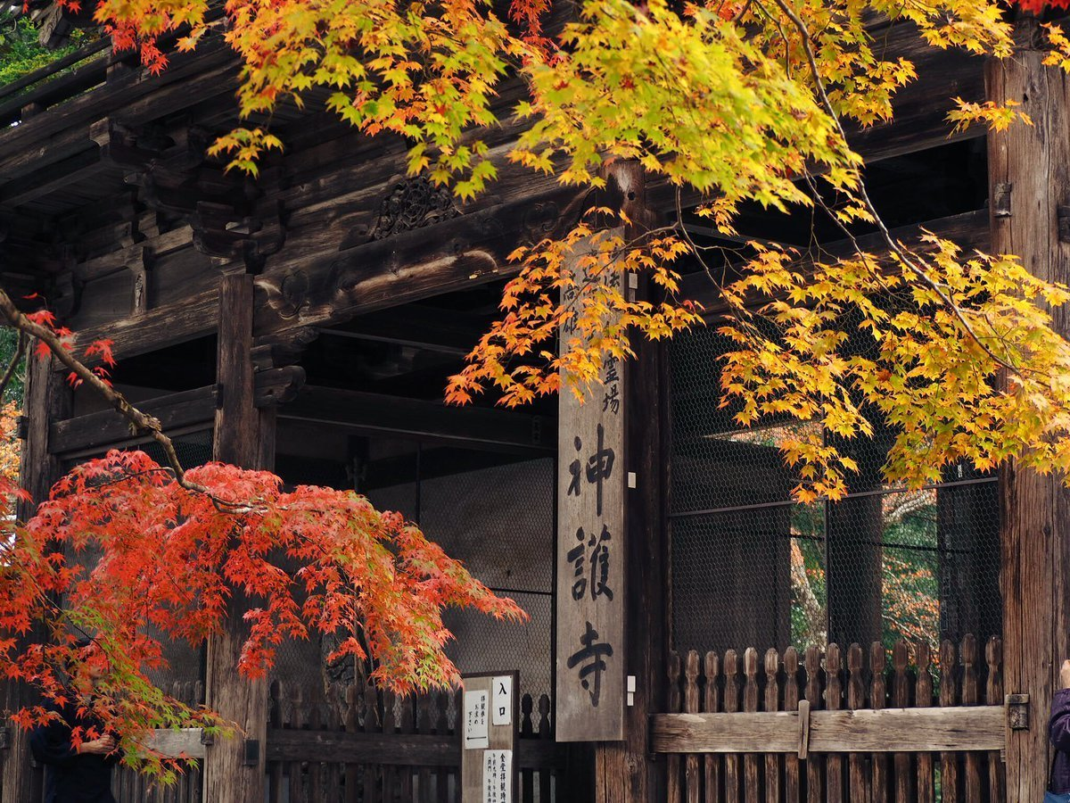 神護寺・楼門の紅葉 見頃 2017年11月9日 撮影:MKタクシー