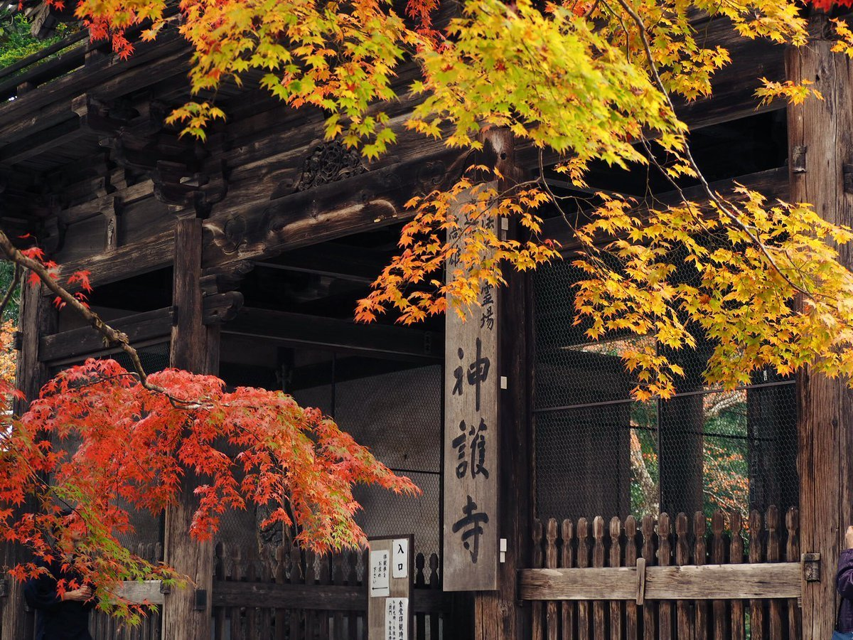 神護寺・楼門の紅葉　見頃　2017年11月9日　撮影：MKタクシー