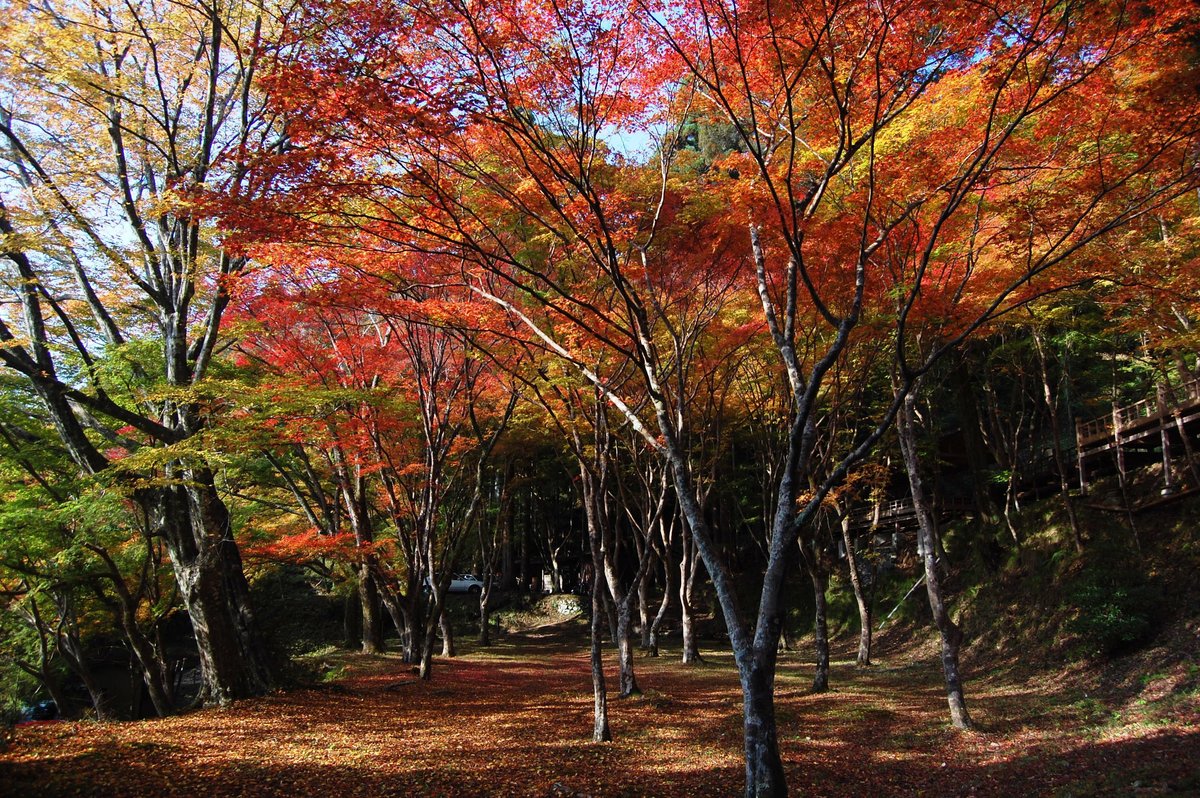 神護寺・石段の紅葉　見頃　2007年11月15日　撮影：MKタクシー