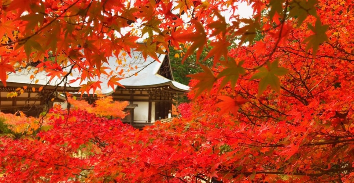 神護寺の紅葉 見頃 2018年11月13日 撮影:MKタクシー