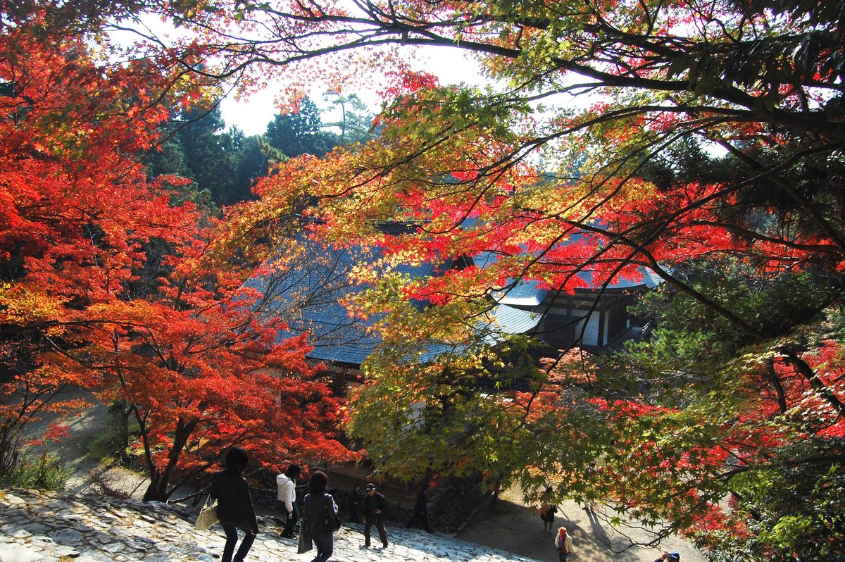 神護寺・金堂前の紅葉　見頃　2007年11月15日　撮影：MKタクシー