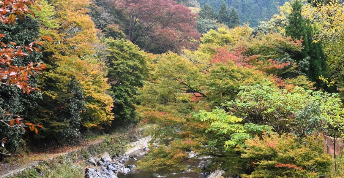 清滝・金鈴橋の紅葉 見頃 2018年11月14日 撮影:MKタクシー