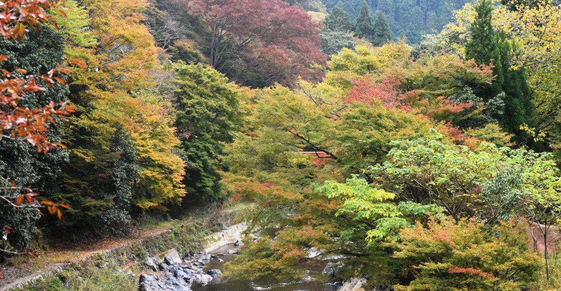 清滝・金鈴橋の紅葉　見頃　2018年11月14日　撮影：MKタクシー