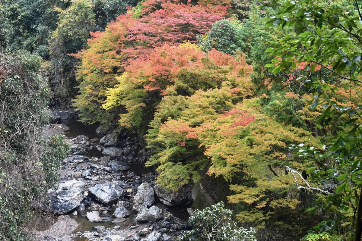 清滝・錦雲渓の紅葉 見頃 2018年11月4日 撮影:MKタクシー
