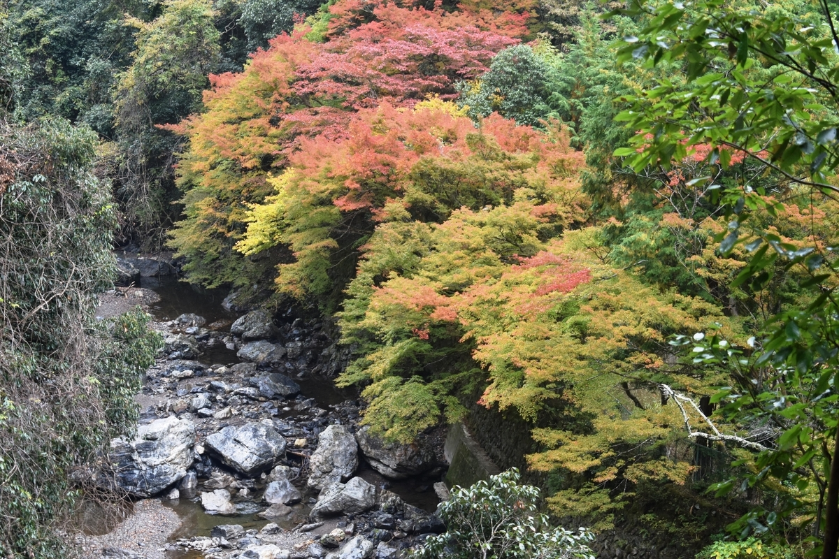 清滝・錦雲渓の紅葉　見頃　2018年11月4日　撮影：MKタクシー