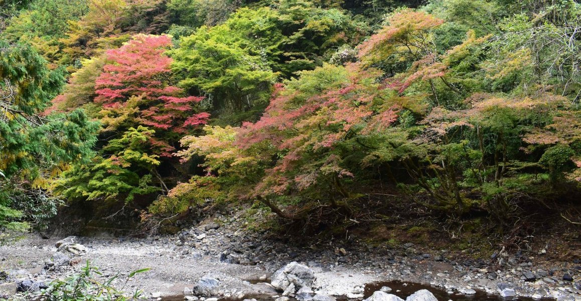 清滝・錦雲渓の紅葉 見頃 2018年11月4日 撮影:MKタクシー