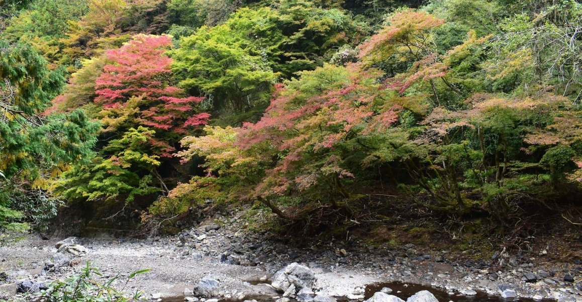 清滝・錦雲渓の紅葉　見頃　2018年11月4日　撮影：MKタクシー