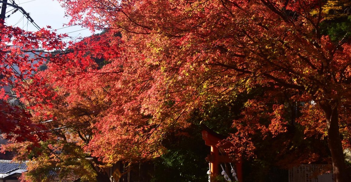 清滝・愛宕山登山口の紅葉　見頃　2019年11月24日　撮影：MKタクシー