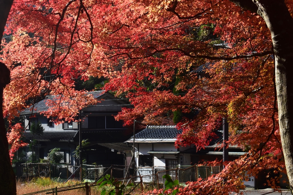 清滝の紅葉　見頃　2019年11月24日　撮影：MKタクシー