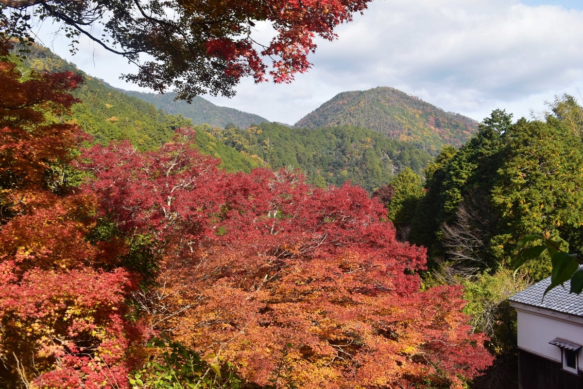 清滝の紅葉　見頃　2019年11月24日　撮影：MKタクシー