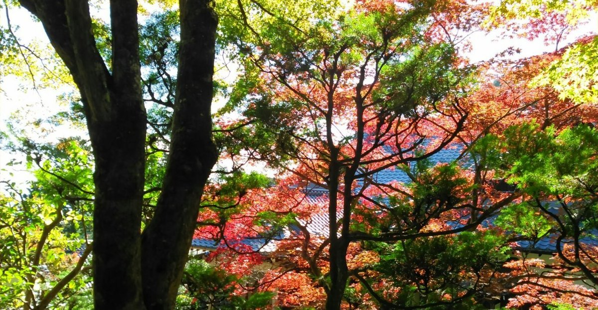 善峯寺・阿弥陀堂の紅葉 見頃 2014年11月13日 撮影:MKタクシー
