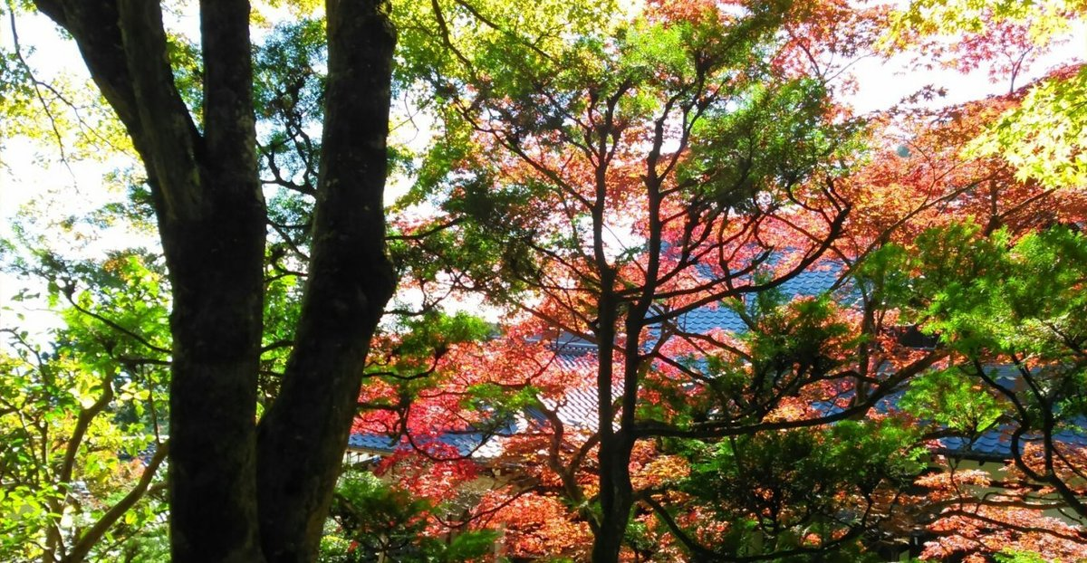 善峯寺・阿弥陀堂の紅葉　見頃　2014年11月13日　撮影：MKタクシー