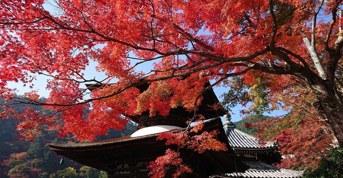 善峯寺・多宝塔の紅葉 見頃 2018年11月11日 撮影:MKタクシー