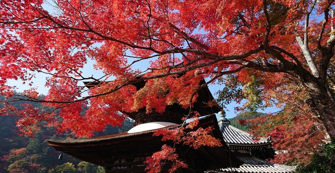 善峯寺・多宝塔の紅葉　見頃　2018年11月11日　撮影：MKタクシー