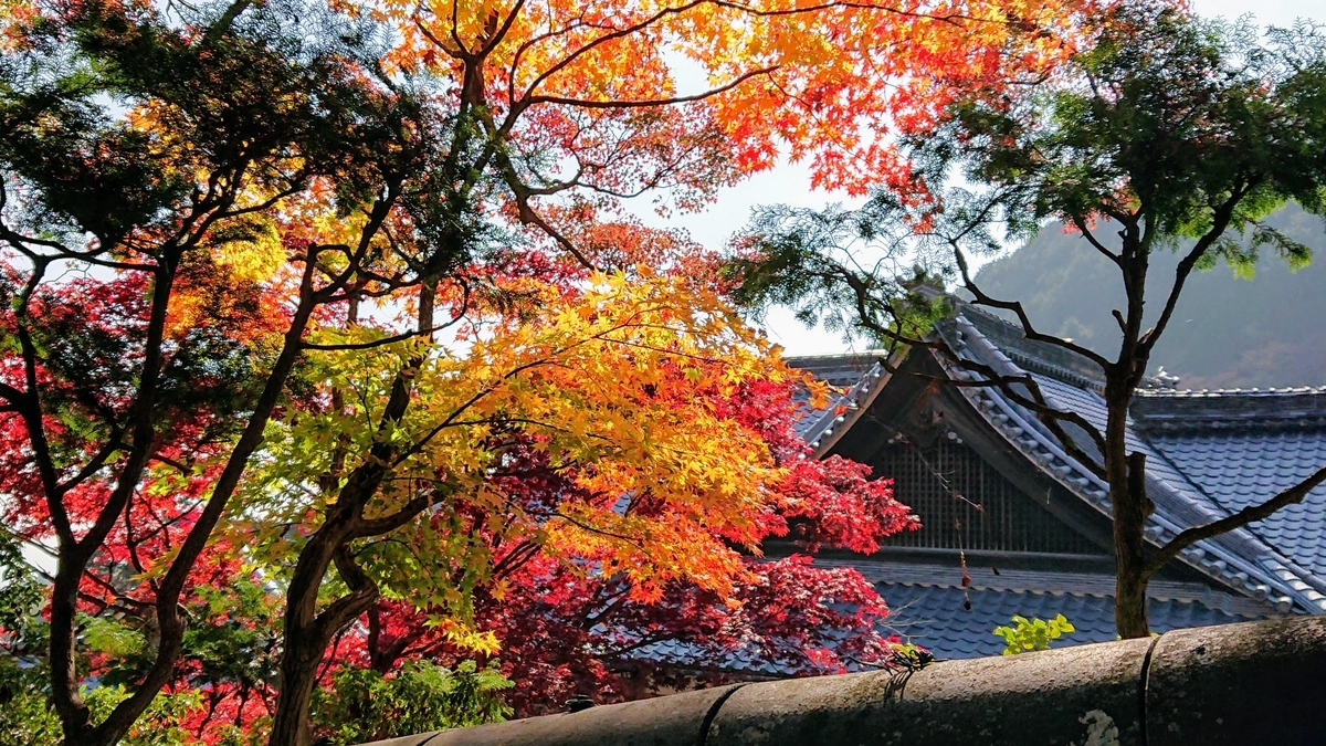 善峯寺・観音堂の紅葉 見頃 2018年11月11日 撮影:MKタクシー