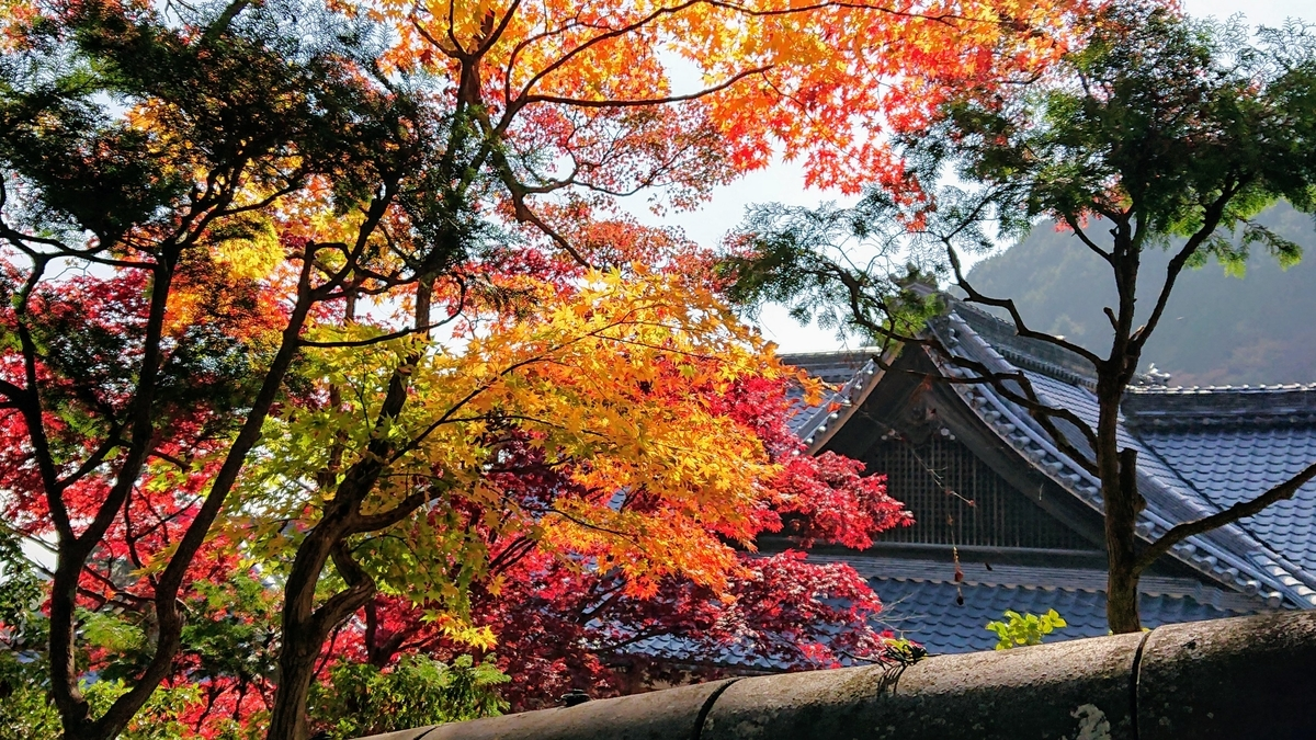 善峯寺・観音堂の紅葉　見頃　2018年11月11日　撮影：MKタクシー