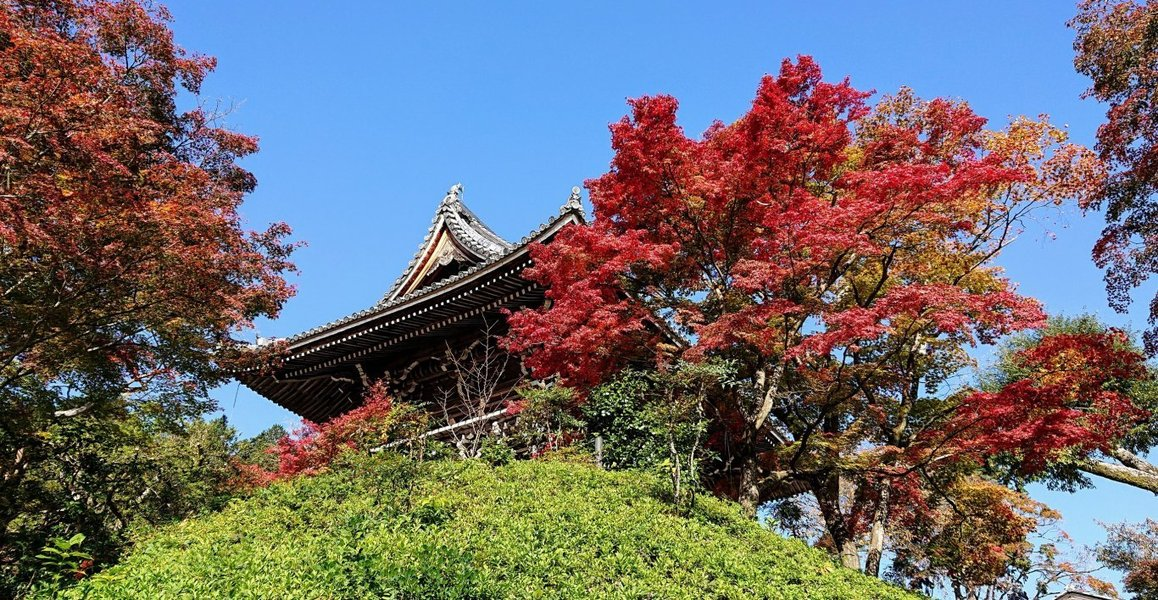 善峯寺・山門の紅葉 見頃 2018年11月11日 撮影:MKタクシー