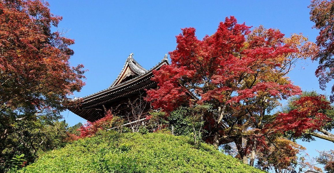 善峯寺・山門の紅葉　見頃　2018年11月11日　撮影：MKタクシー