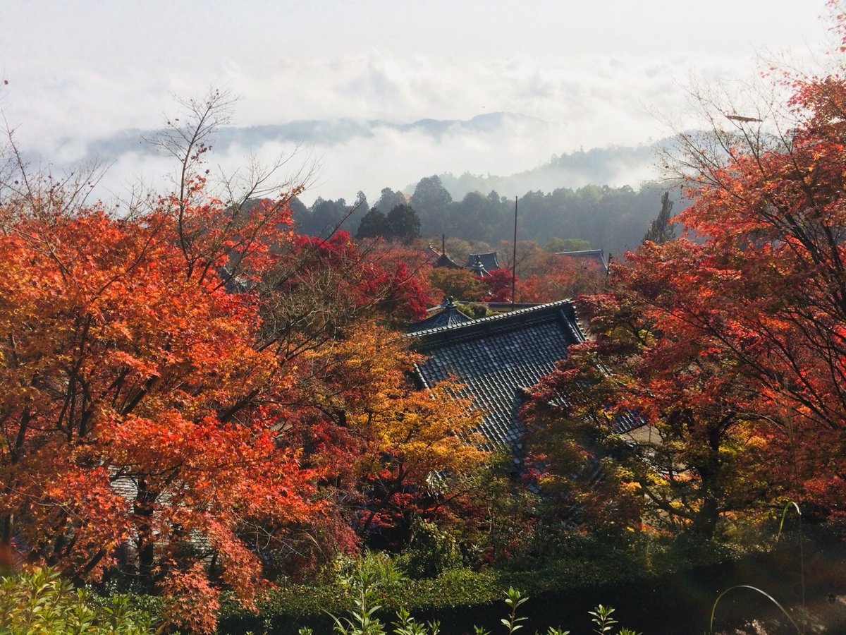 山霧が沸き立つ善峯寺の紅葉　見頃　2017年11月15日　撮影：MKタクシー