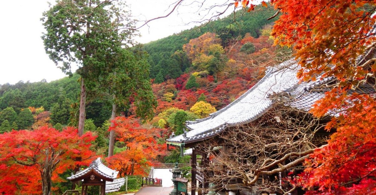 善峯寺・観音堂の紅葉 見頃 2017年11月16日 撮影:MKタクシー