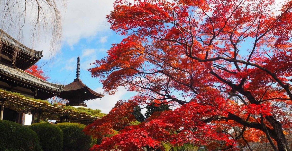 善峯寺・遊龍の松と紅葉　見頃　2017年11月19日　撮影：MKタクシー