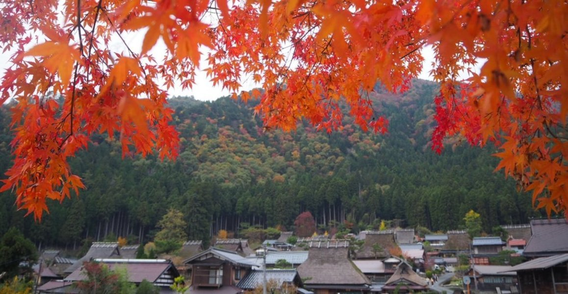 美山かやぶきの里の紅葉 色づきはじめ 2018年11月9日 撮影:MKタクシー