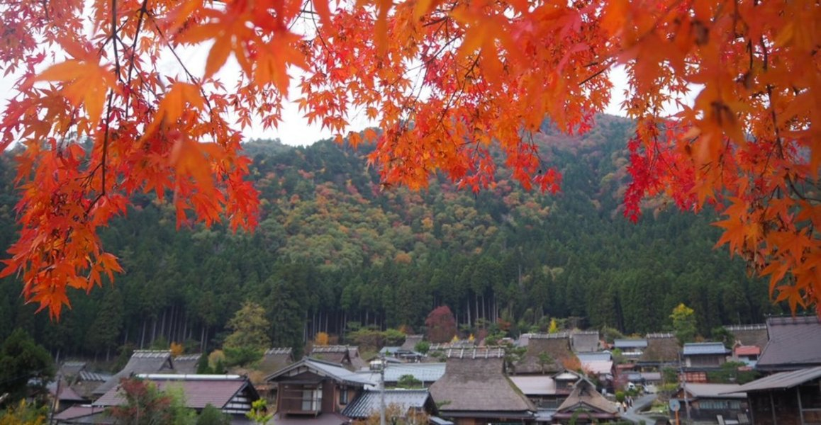 美山かやぶきの里の紅葉　色づきはじめ　2018年11月9日　撮影：MKタクシー