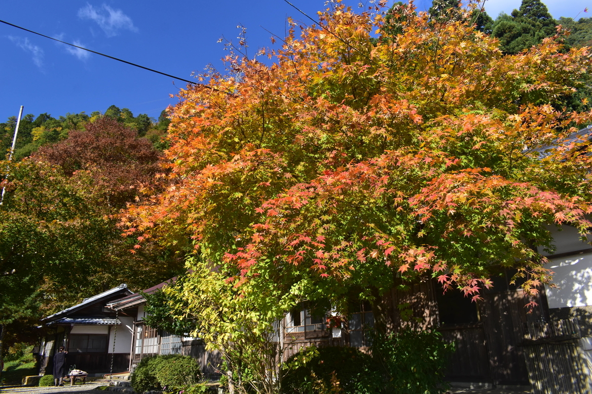 法明寺の紅葉 見頃 2019年11月10日 撮影:MKタクシー