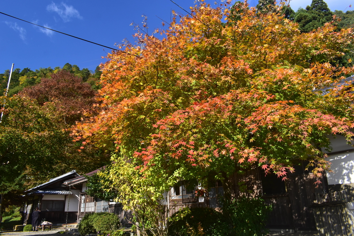 法明寺の紅葉　見頃　2019年11月10日　撮影：MKタクシー