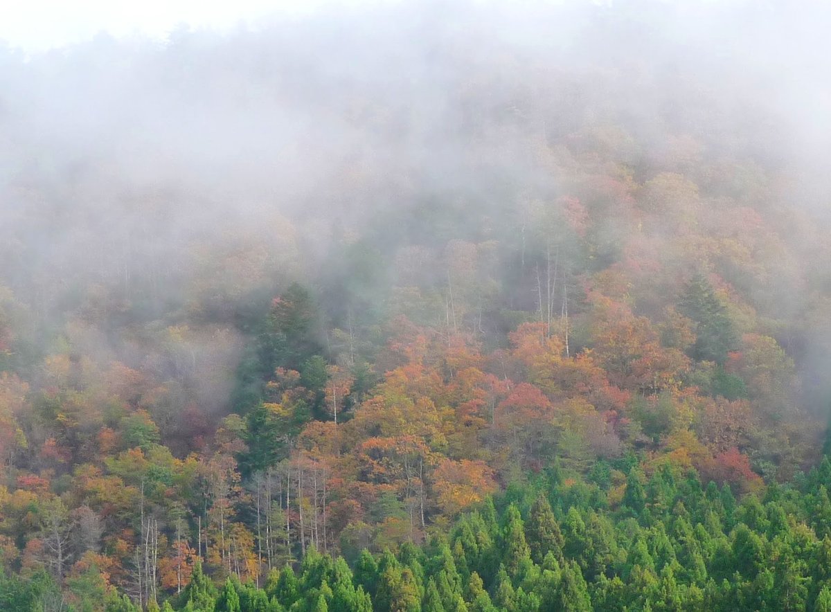 美山の山々の紅葉と朝霧 見頃 2009年11月15日 撮影:MKタクシー