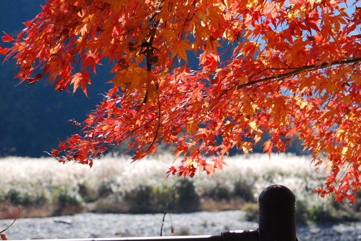 美山かやぶきの里の紅葉 見頃 2014年11月22日 撮影:MKタクシー