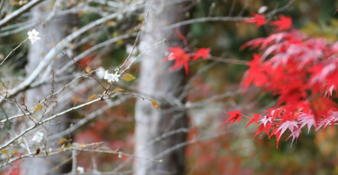 神蔵寺の紅葉と十月桜 見頃 2018年11月7日 撮影:MKタクシー