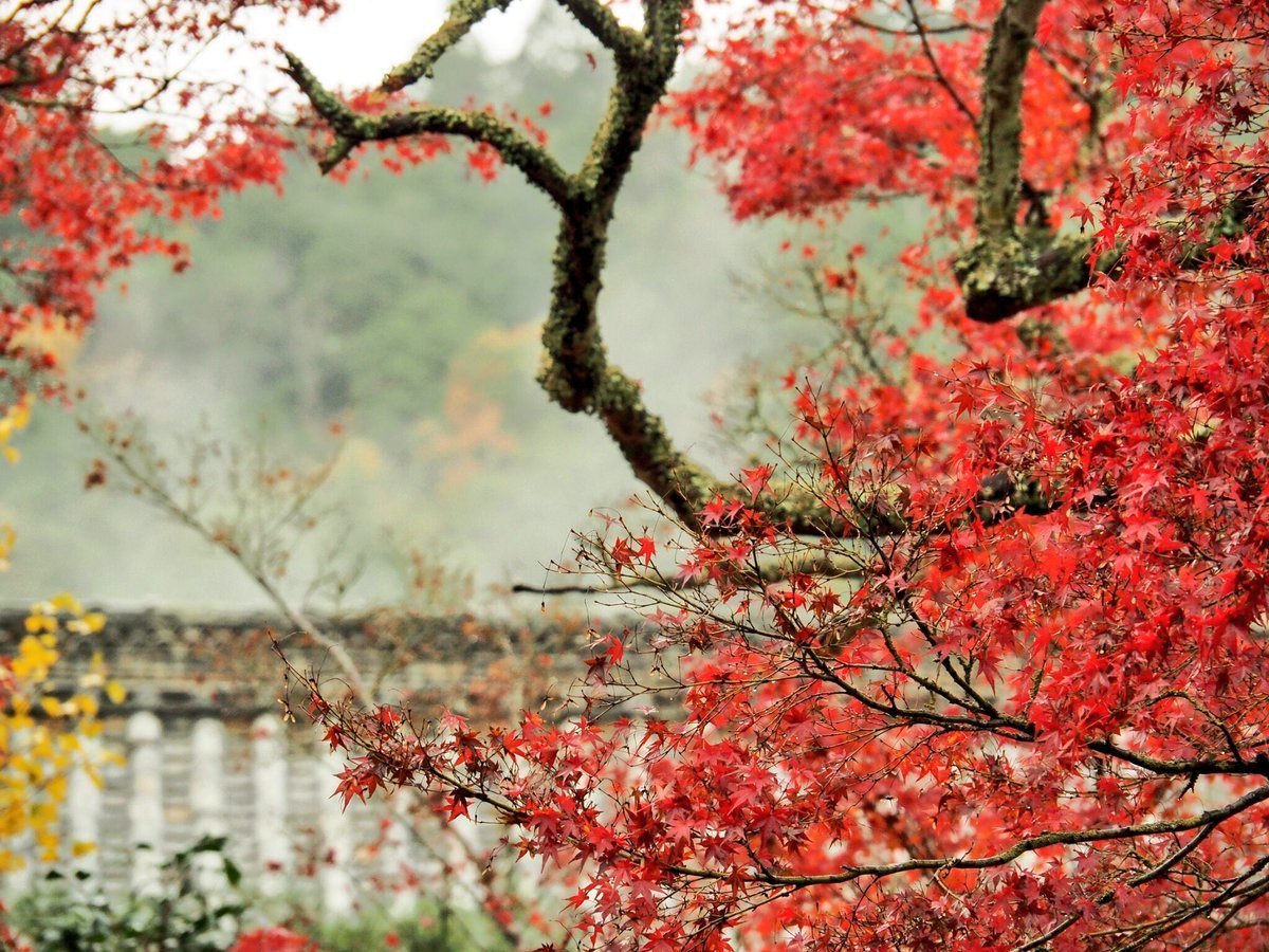 神蔵寺「天上の木」の紅葉　見頃　2017年11月日　撮影：MKタクシー