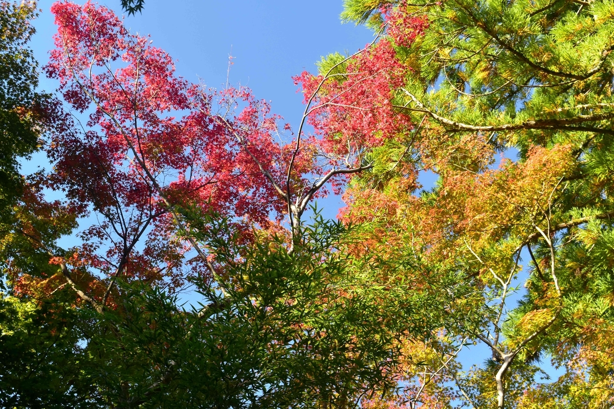 参道からふり仰ぐ 2019年11月13日 撮影:MKタクシー