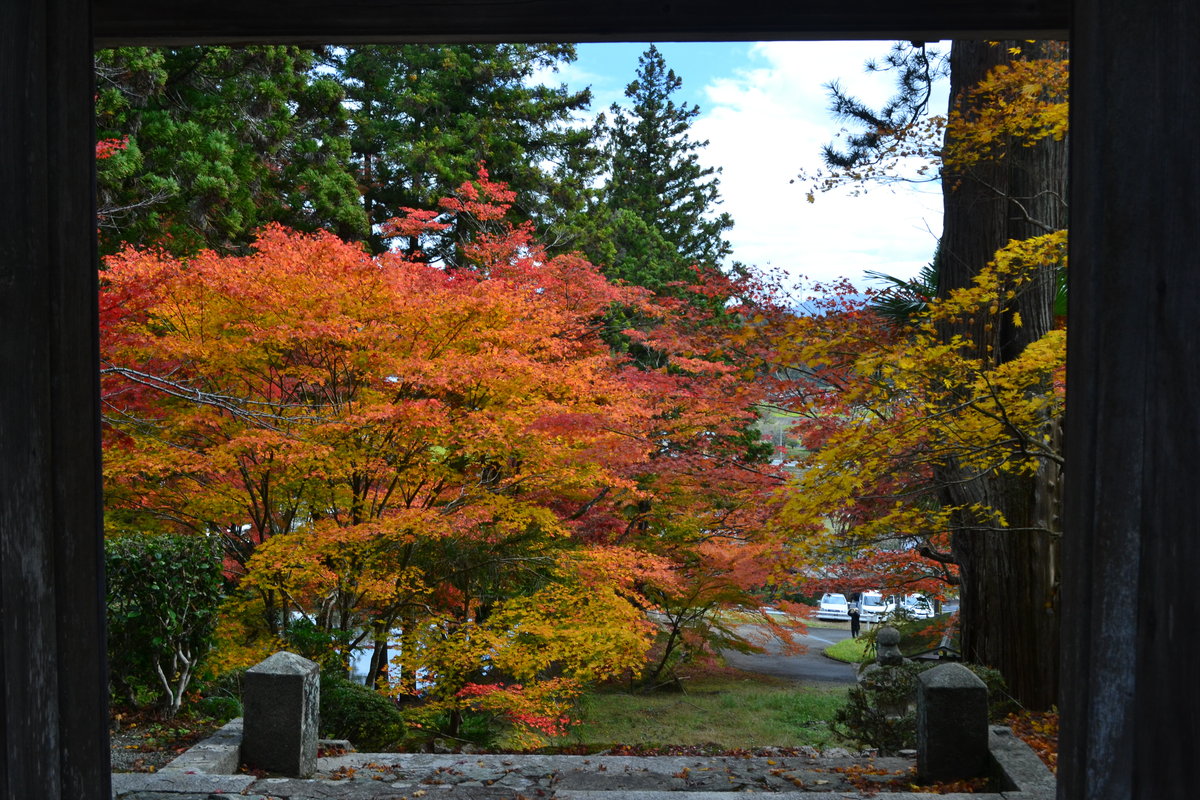 龍穏寺・本堂前からの紅葉　見頃　2017年11月12日　撮影：MKタクシー