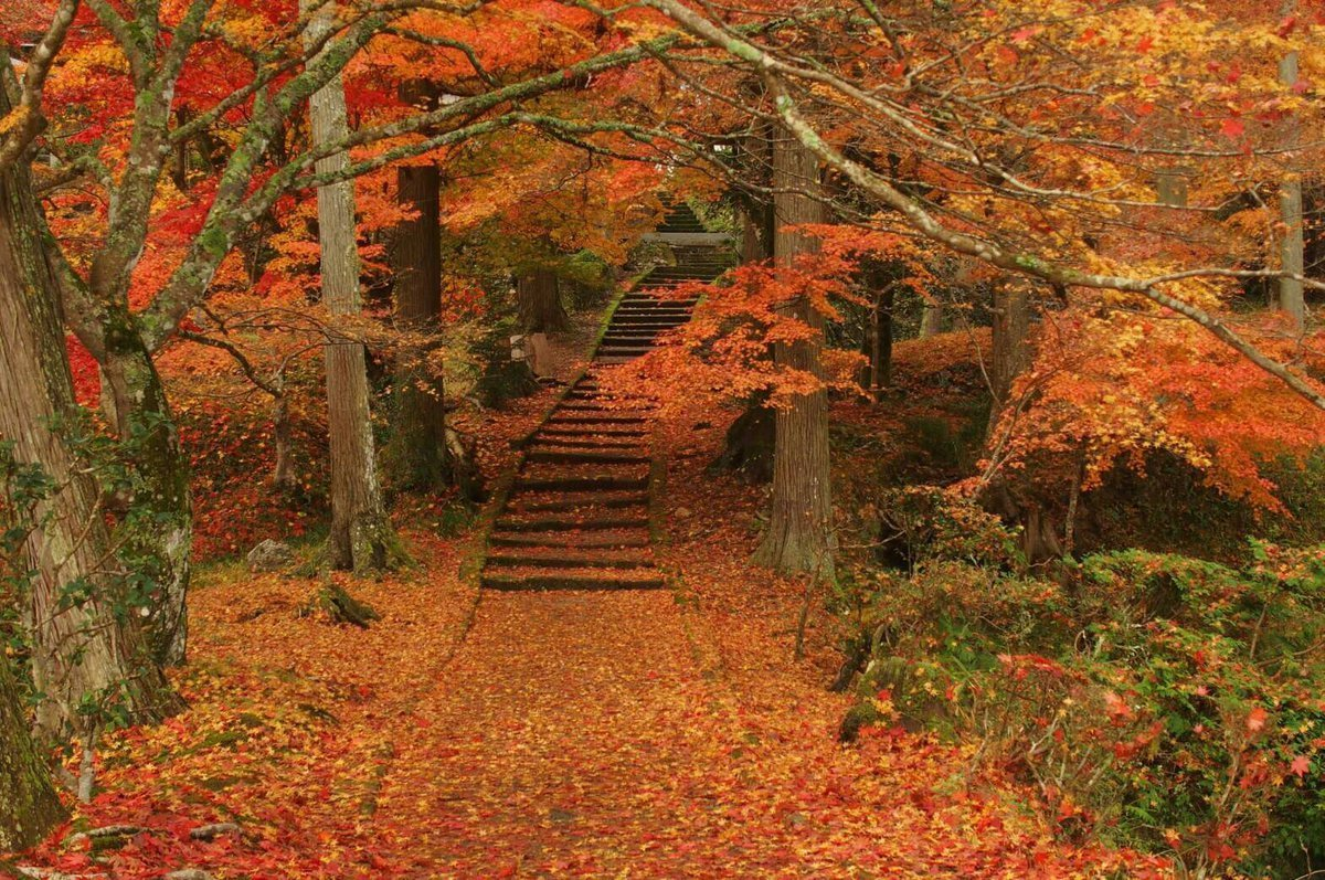 龍穏寺・参道の紅葉 見頃 2016年11月21日 撮影:MKタクシー