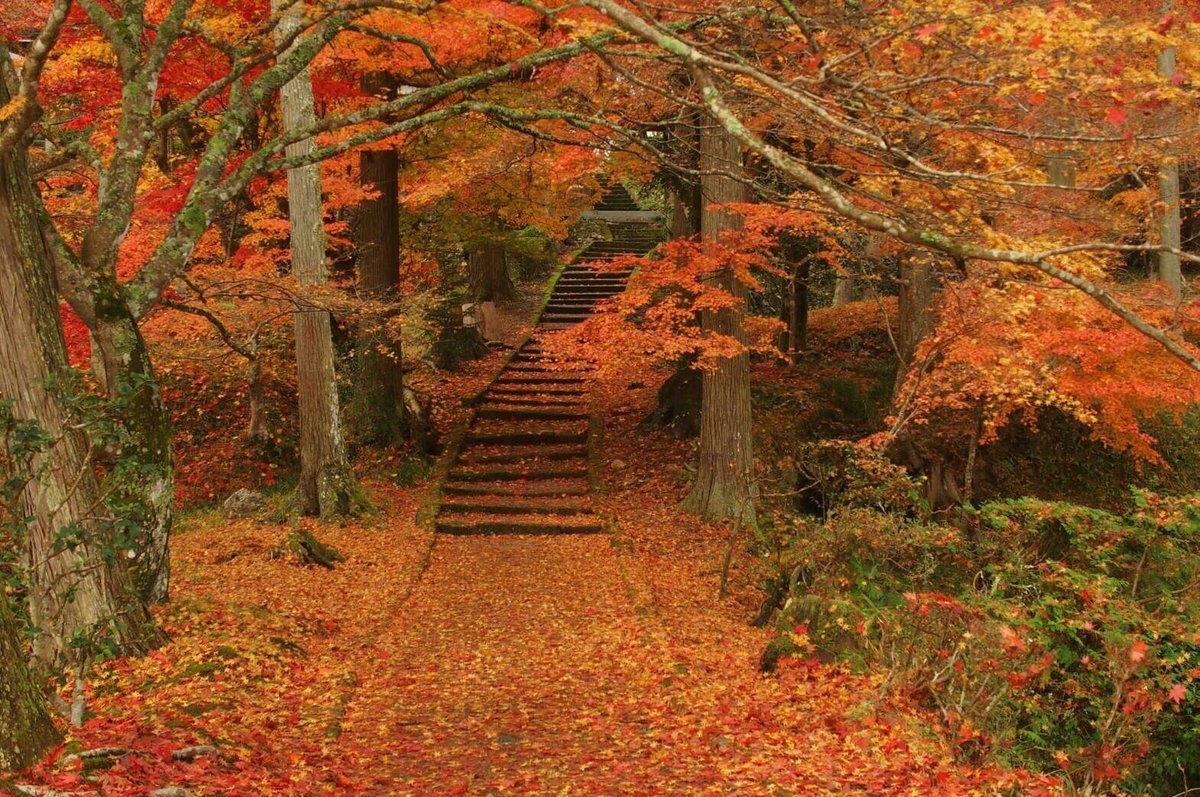 龍穏寺・参道の紅葉　見頃　2016年11月21日　撮影：MKタクシー