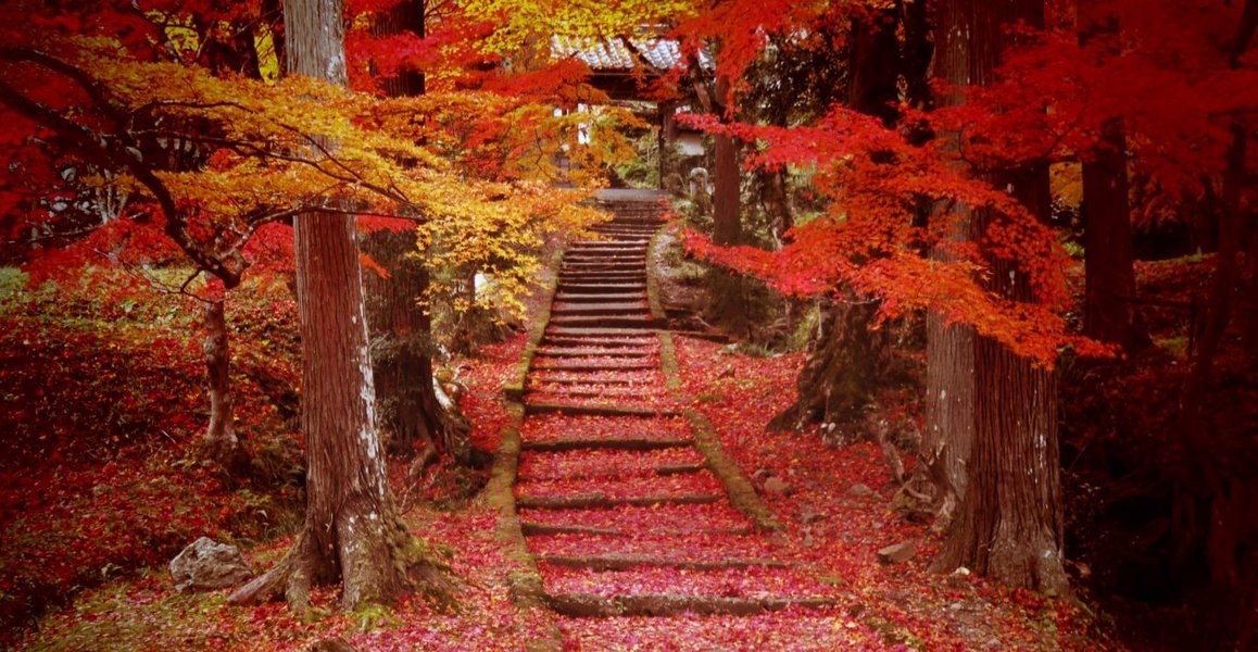 龍穏寺・参道の紅葉 見頃過ぎ 2019年11月27日 撮影:MKタクシー