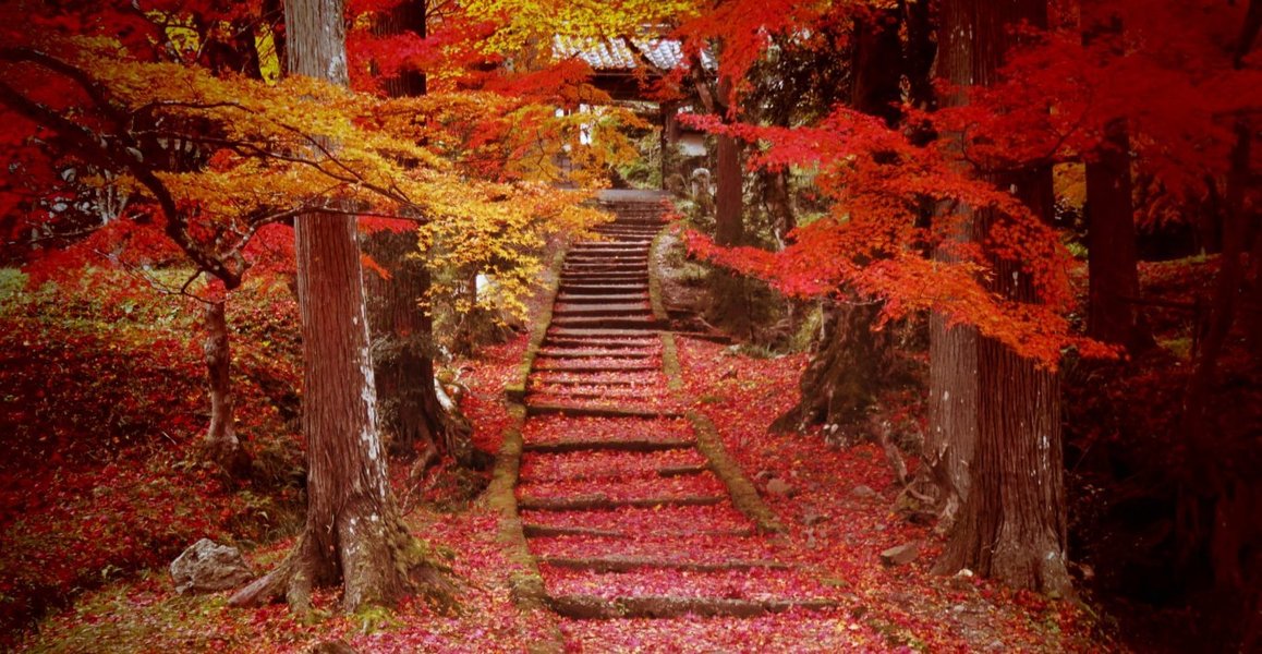 龍穏寺・参道の紅葉　見頃過ぎ　2019年11月27日　撮影：MKタクシー