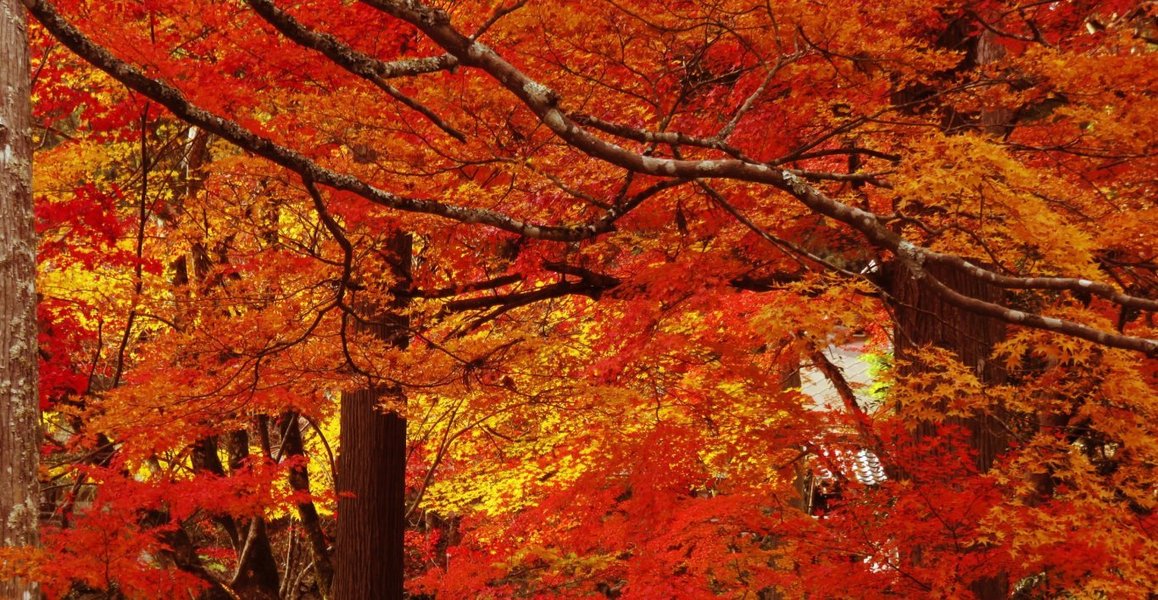 龍穏寺・参道の紅葉　見頃過ぎ　2019年11月27日　撮影：MKタクシー