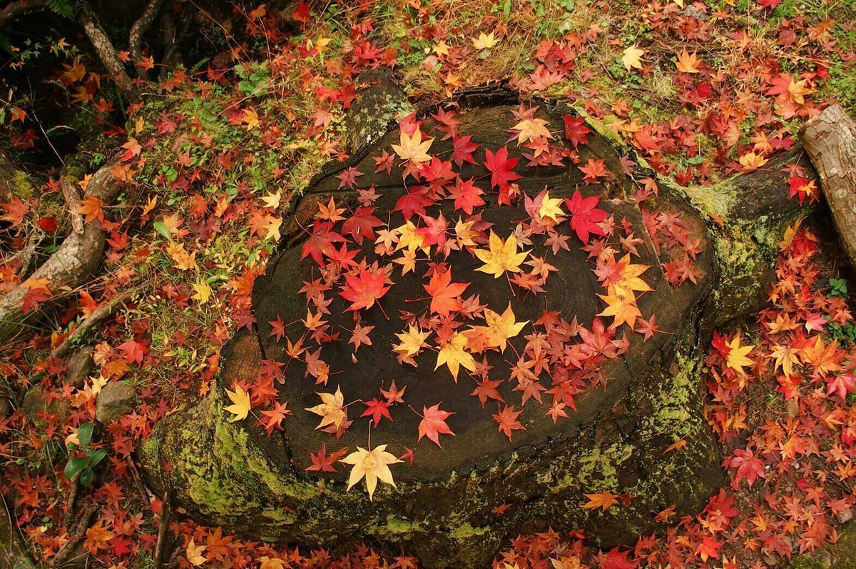 龍穏寺・の散紅葉 2016年11月21日 撮影:MKタクシー