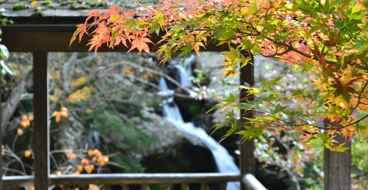 るり渓・鳴滝の紅葉 散りはじめ 2017年11月12日 撮影:MKタクシー