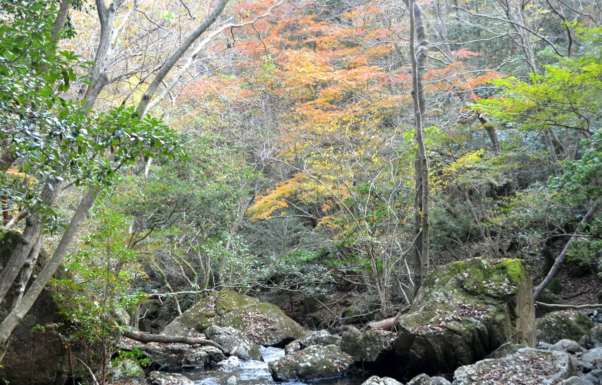 るり渓の紅葉 散りはじめ 2017年11月12日 撮影:MKタクシー