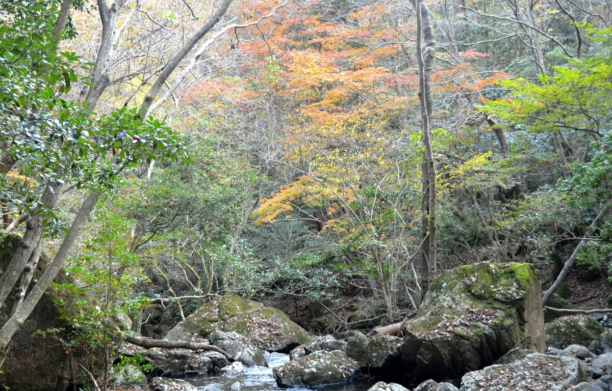 るり渓の紅葉　散りはじめ　2017年11月12日　撮影：MKタクシー