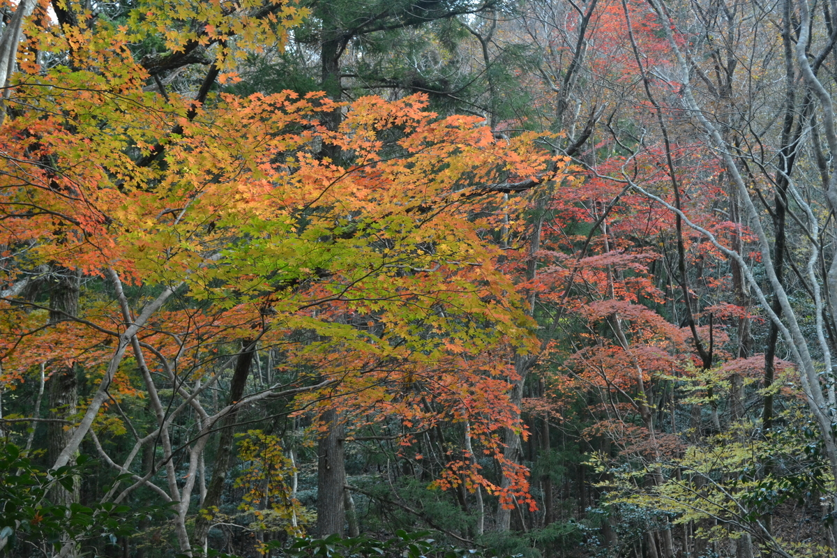 るり渓の紅葉　散りはじめ　2017年11月12日　撮影：MKタクシー