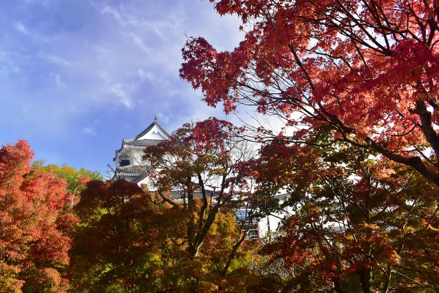 園部公園の紅葉 見頃 2019年11月9日 撮影:MKタクシー