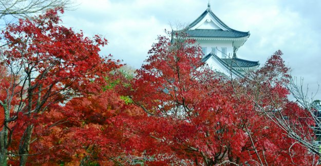 園部公園の紅葉　見頃　2017年11月12日　撮影：MKタクシー