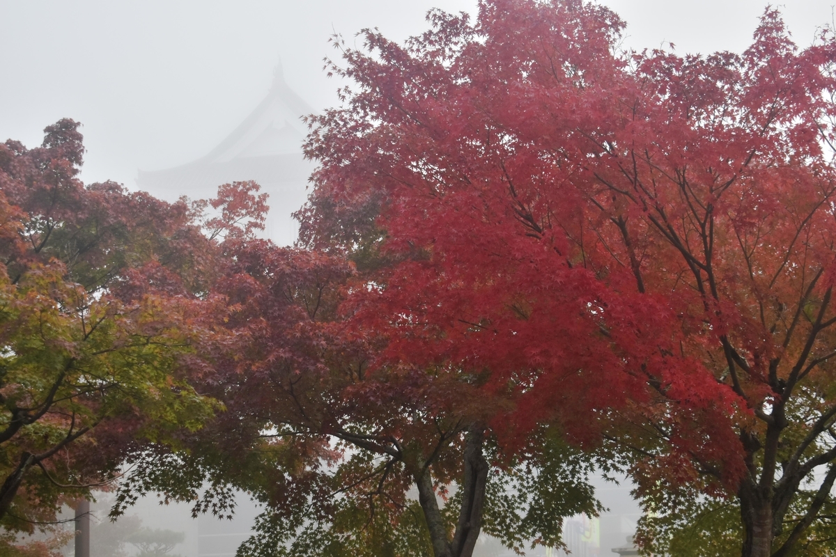 園部公園の紅葉　見頃　2019年11月9日　撮影：MKタクシー