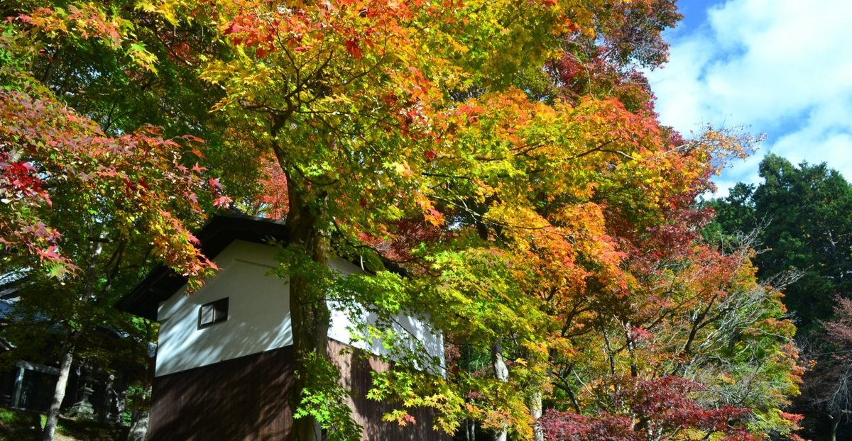 西光寺の紅葉 見頃 2017年11月12日 撮影:MKタクシー