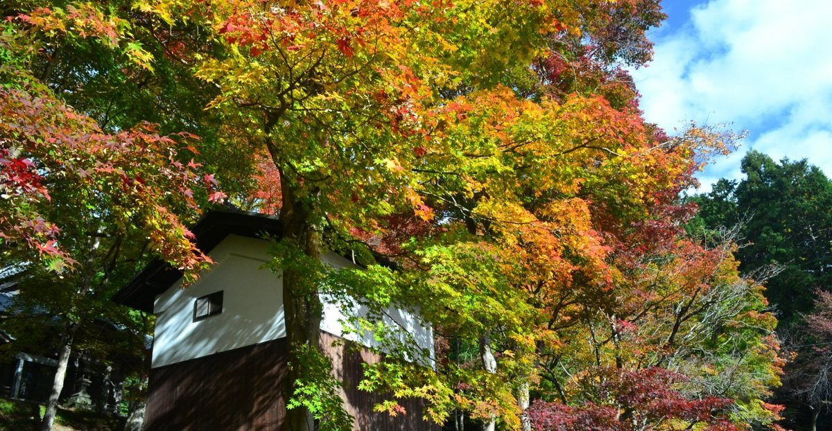 西光寺の紅葉　見頃　2017年11月12日　撮影：MKタクシー